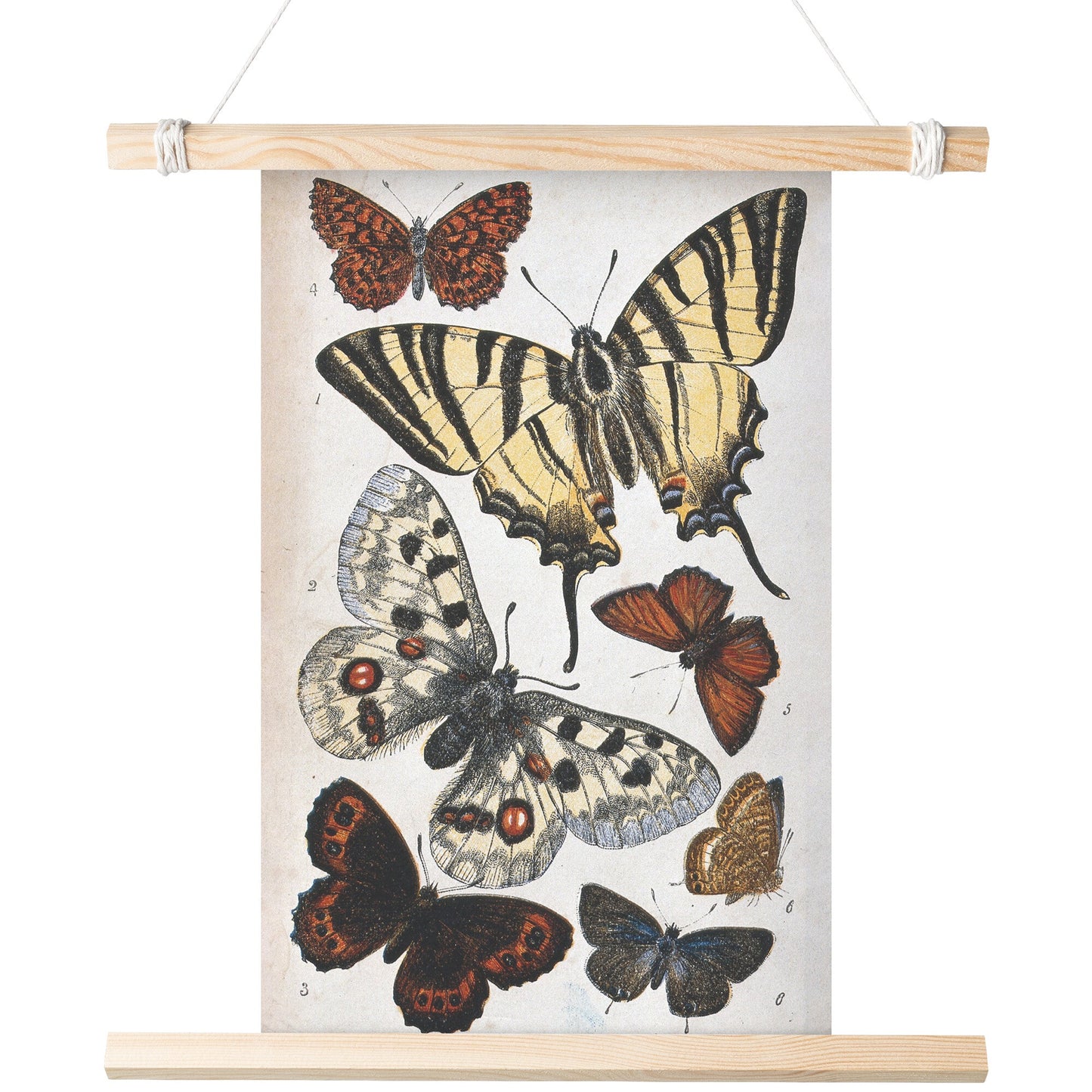 "Butterfly Illustration" by William S. Coleman Matte Poster