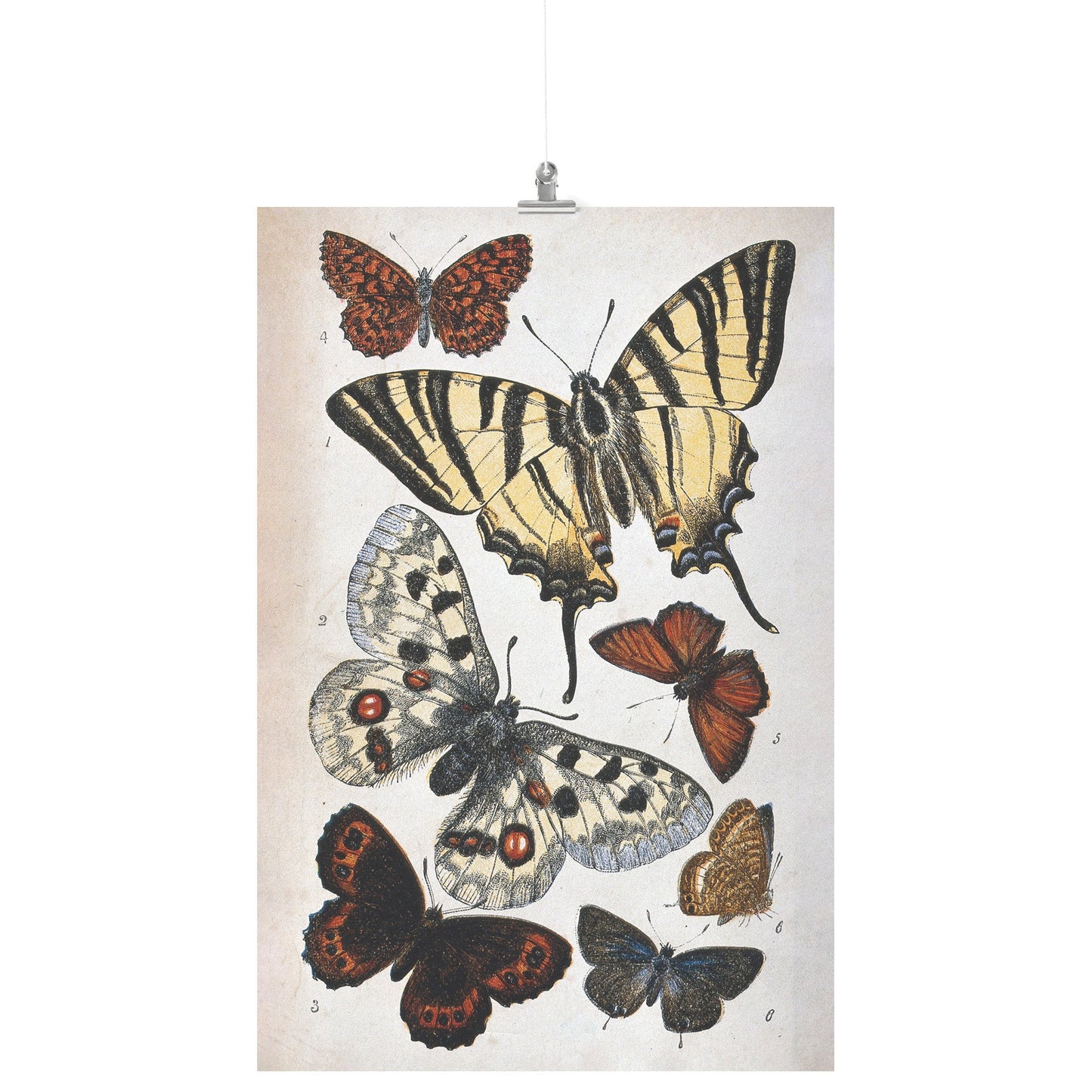 "Butterfly Illustration" by William S. Coleman Matte Poster